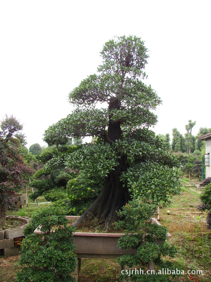 长沙供应高大乔木树木盆景:金弹子图片大全,长沙县锦瑞花卉苗木专业