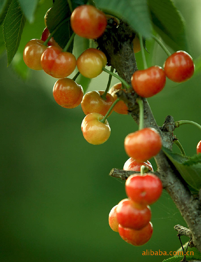 山东美枣樱桃 绿色产品 晶莹剔透 时尚佳品 口感极佳 易长久保存