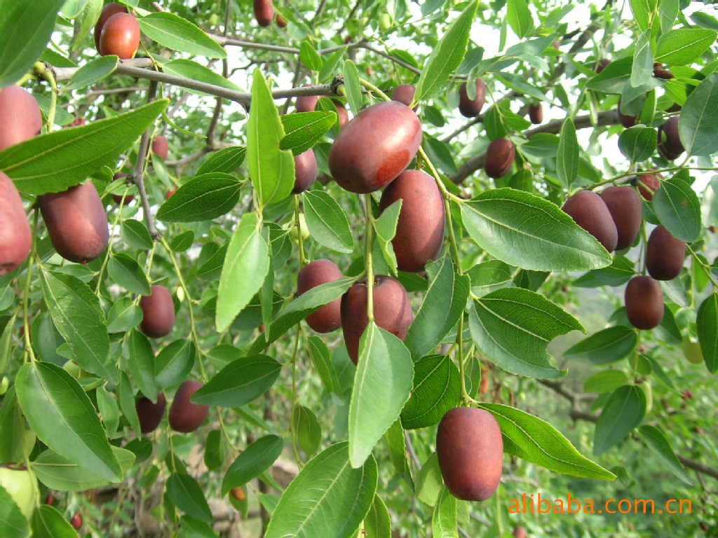 200吨特卖乐陵红枣 价格便宜 质量可靠