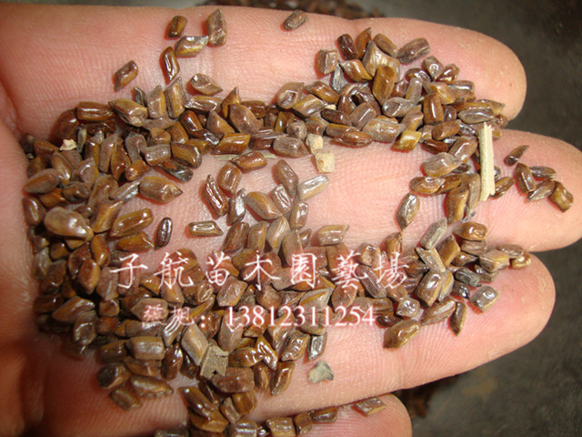 咖啡豆种子 咖啡种子 当年新种子 一斤30元