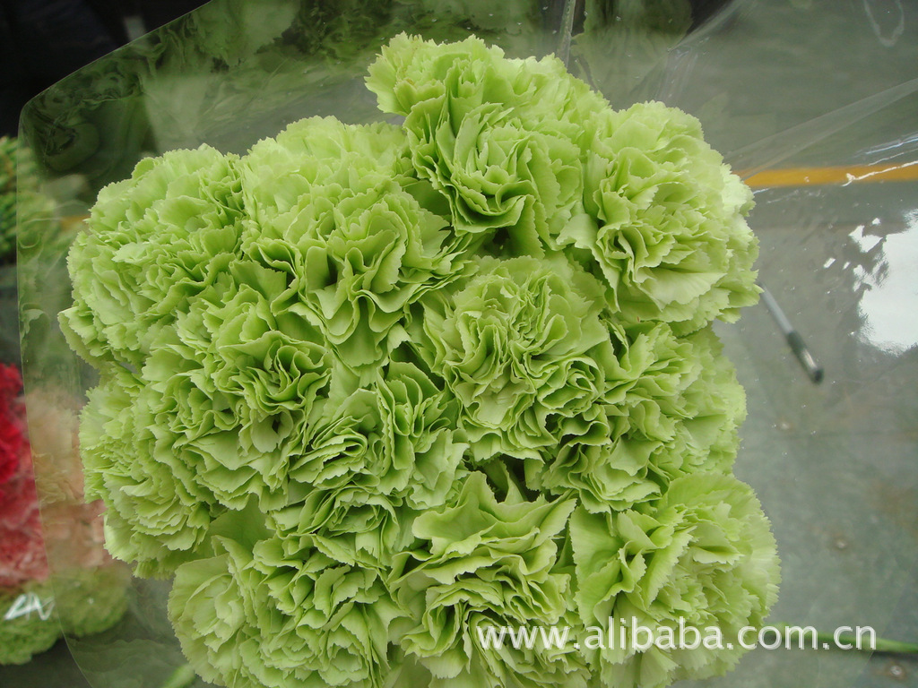 绿色康乃馨鲜切花花色系列