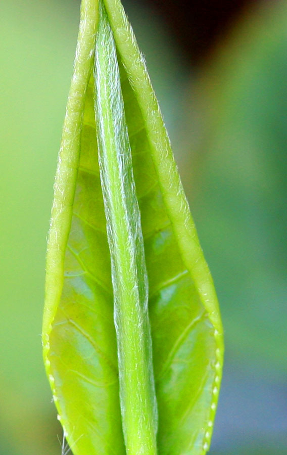 豹皮樟屬樟科木本植物,《四川野生經濟植物誌》中直稱其為老鷹茶樹