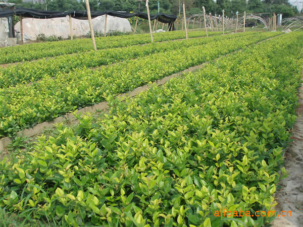 原料辅料,初加工材料 农产品 绿化苗木 灌木 常绿灌木 金叶女贞小苗