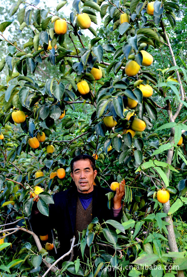 诱人的凤凰斤柿