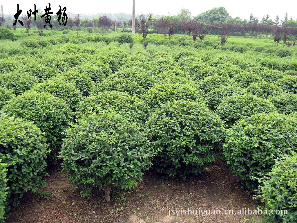 沭阳县沂水缘绿化苗木有限公司