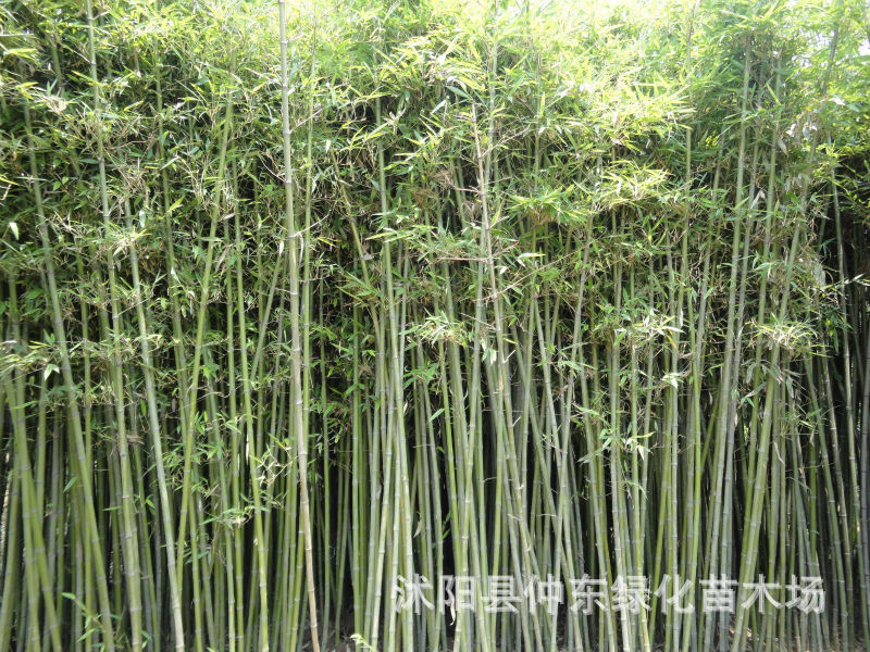 刚竹意向,_大山谷图库