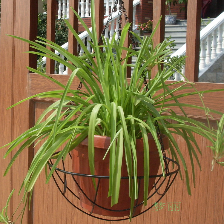 铁丝工艺品厂直供 园艺系列 ml36黑色网状铁线吊兰花篮