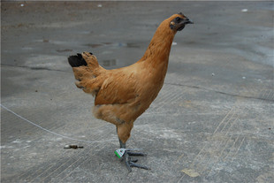 湖南鸡-----肉紧,甜,不腻