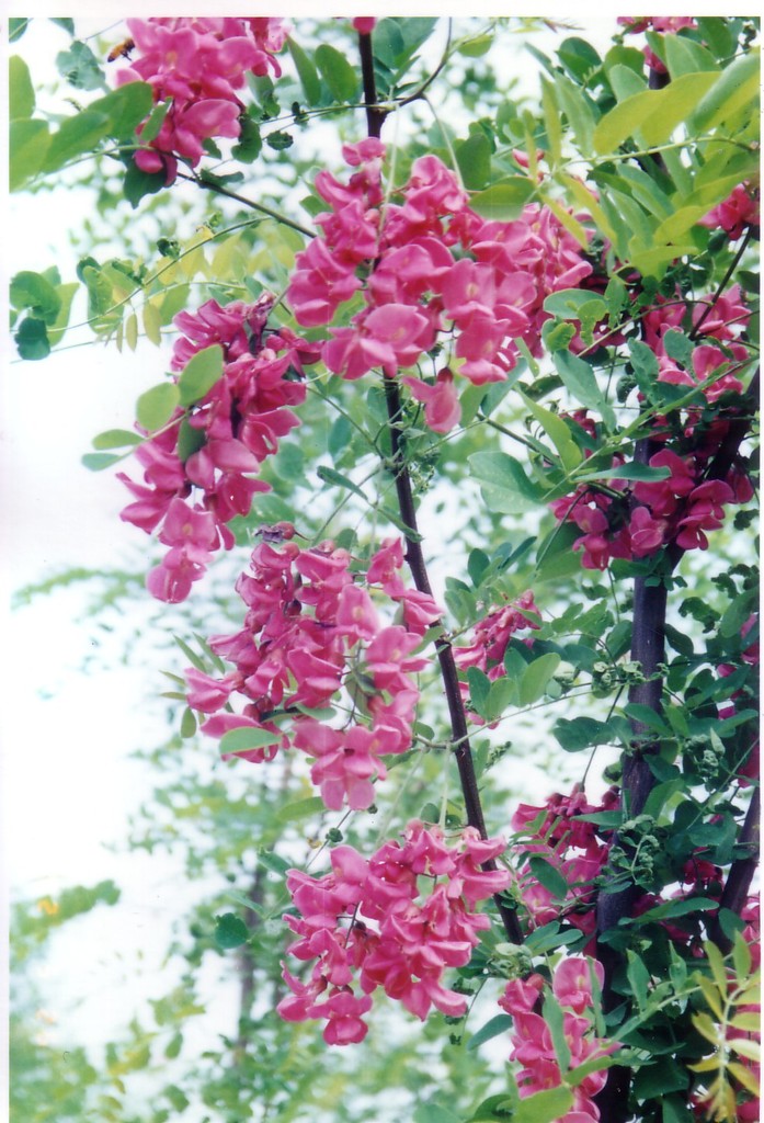 自产自销 大量销售绿化苗木香花槐 质优价廉