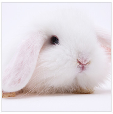 活体宠物兔兔子 极品纯白色 迷你垂耳兔兔_其他小宠_列表网
