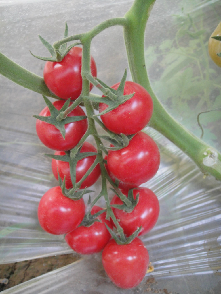 粉果樱桃番茄--黛安娜 好吃不裂果高产量,推广价(100粒小包装)