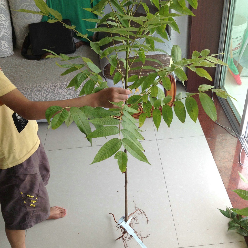 【一分利苗木超市】批发代购红香椿苗 香椿苗 量大价优 欢迎订购