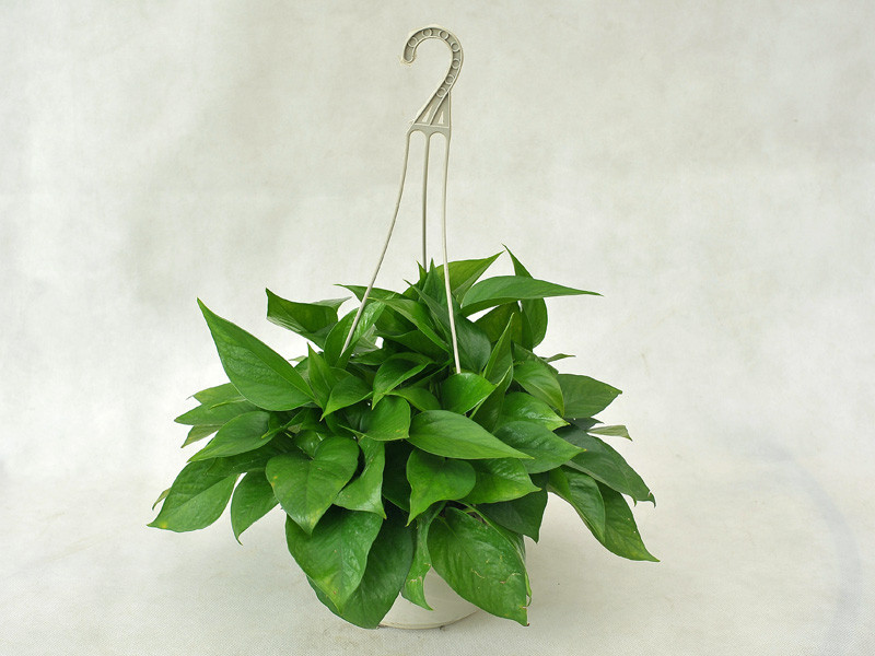 批发水培盆栽室内植物防电脑辐射绿植净化空气a180青叶绿萝