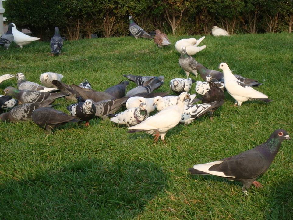 鸽子汤,放养鸽子,包装鸽子,礼盒鸽子,药膳鸽子滋补佳品