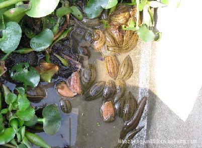 水蛭苗/水蛭蛋/水蛭养殖培训/水蛭干/蚂蝗/水蛭肉/水蛭养殖场