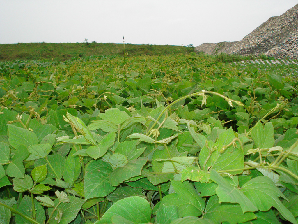 枝繁叶茂的葛藤