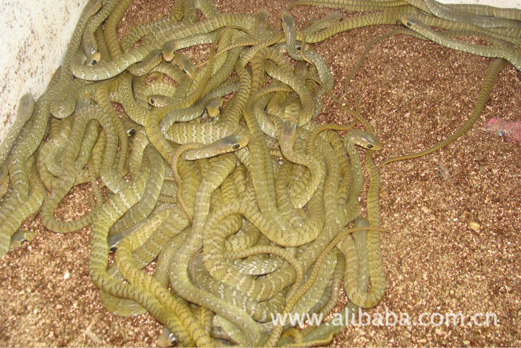 出售水律蛇蛇苗图片,出售水律蛇蛇苗图片大全,茂名雄喜养殖专业合作社