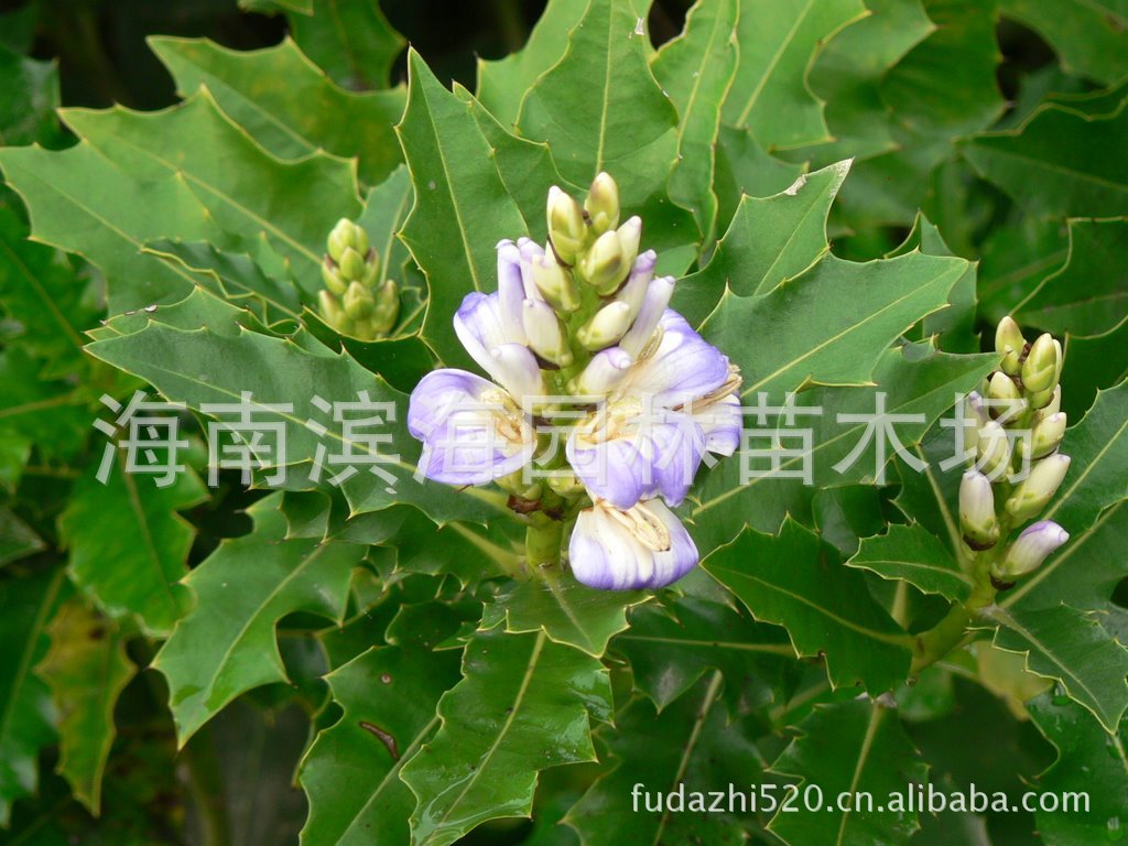 供應木老鼠簕苗木(茛芀花)濱海.