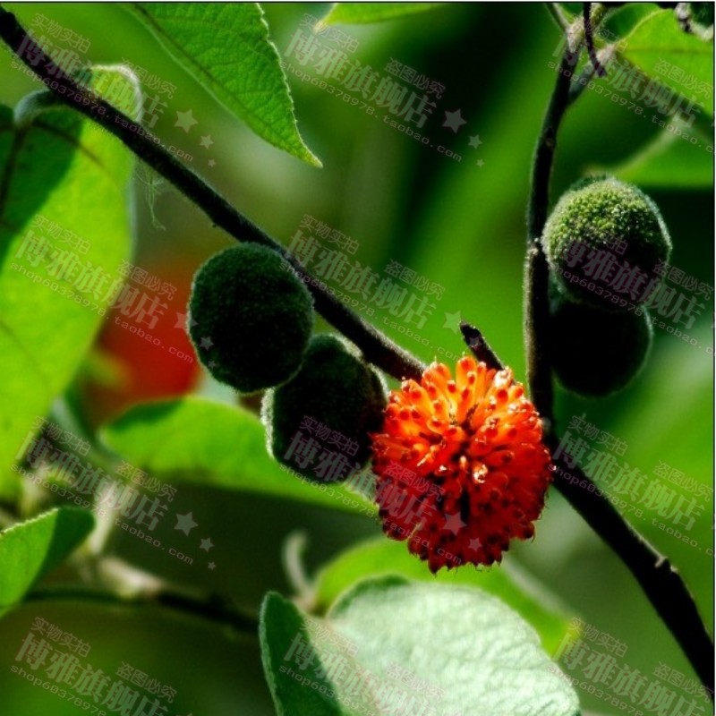 渠桃树,桃树,山桃树(第12页)_大山谷图库