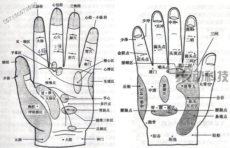 指腹和指尖的位置图图片