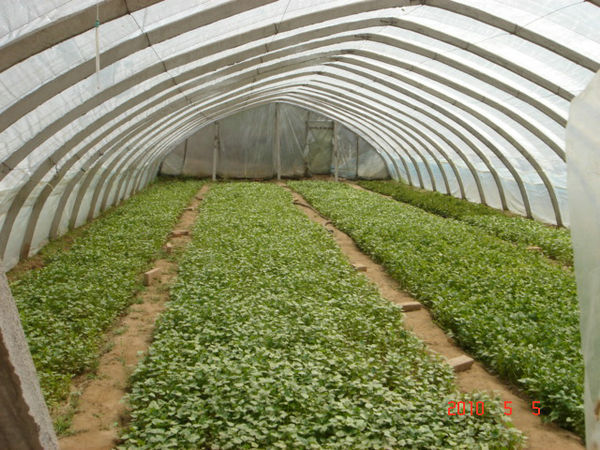 红薯苗西农431的相关介绍