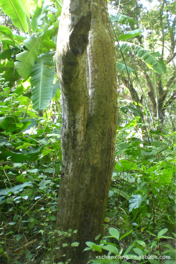 供应大直径野生沉香木,沉香木,沉香原木批发,沉香批发