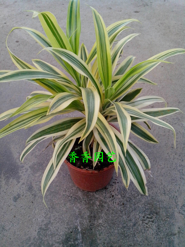 金边美人铁(120杯) 彩叶之精品