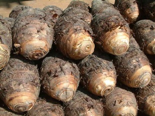 薯类-粉甜本土香芋-薯类尽在阿里巴巴-个体经营服务公司