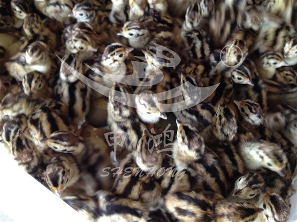 供应(山鸡苗 成活率高 )鉴别公母 准确率高