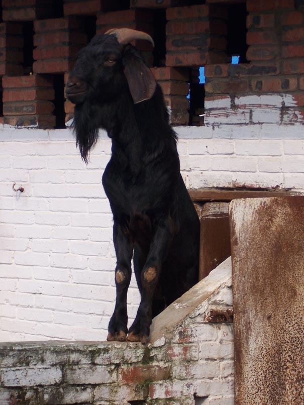 供应 简阳大耳羊成年公羊 养殖良种牛羊