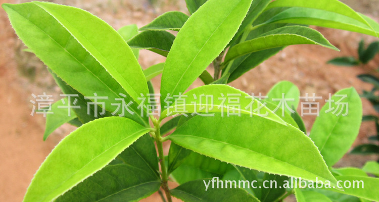 花卉苗木品种及价格