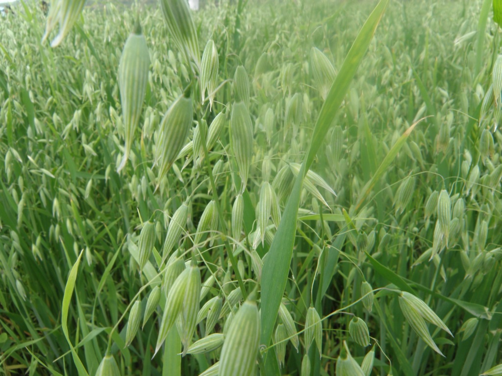 【皮燕麦厂家供应商】高寒皮燕麦散装