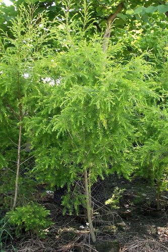 黄千层 四川千层金 千层金基地 球形千层金图片_1