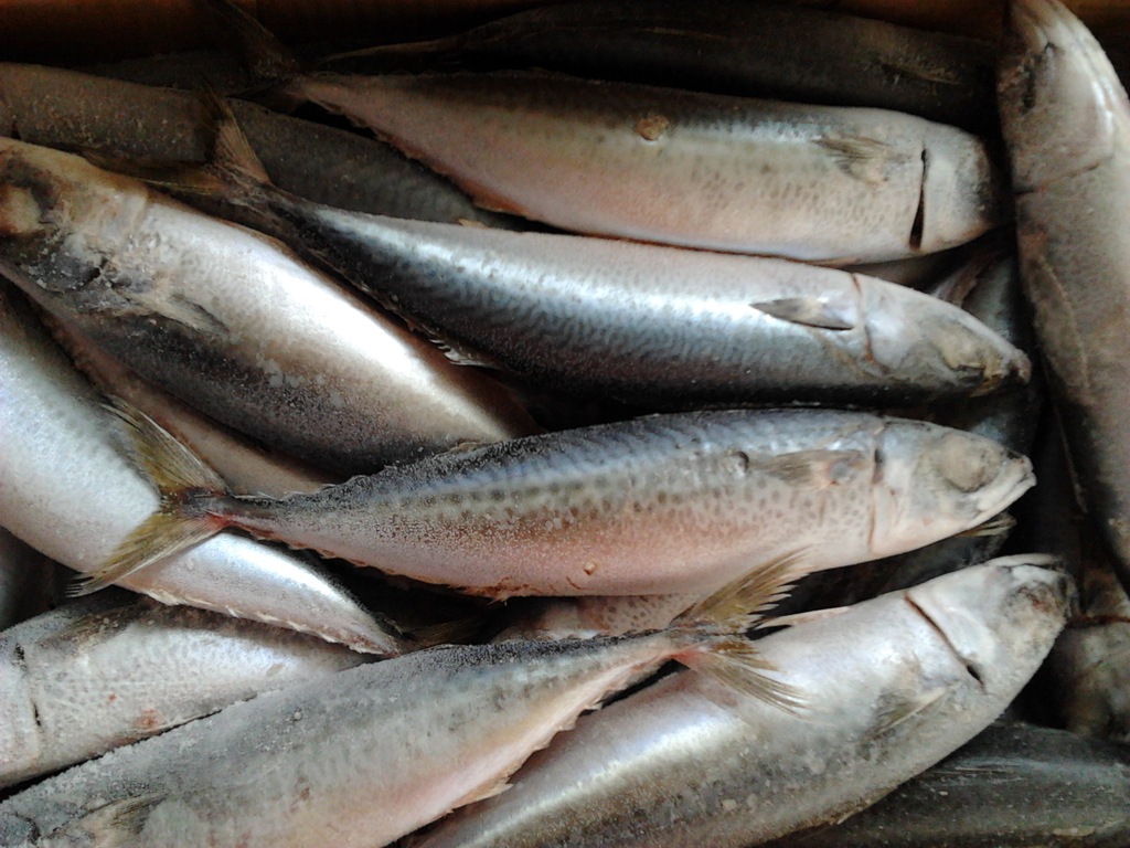 鲜度好 鲭鱼,青占鱼