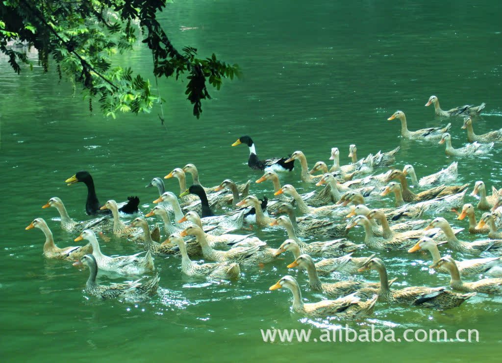 生态三穗鸭养殖环境