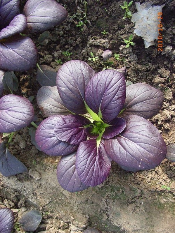 供應百旺農業紫色油菜種子,紫油菜種子-「蔬菜種子種苗」-馬可波羅網