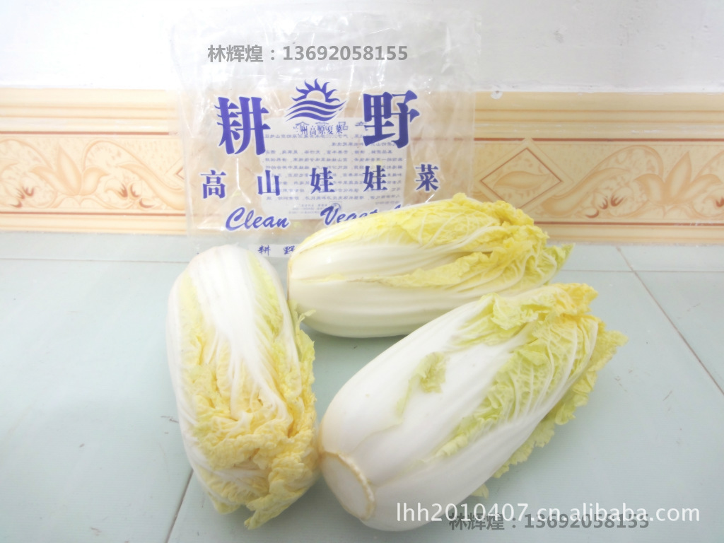 娃娃菜 高原娃娃菜 甘肃兰州基地 小白菜 高山娃娃菜 新鲜白菜