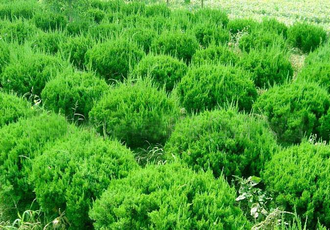 红叶李,海棠,紫薇,洒金柏,花柏,月季等绿化苗木.