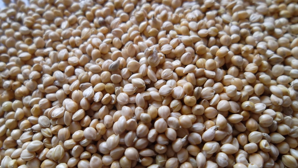 供应优质的大白谷米好