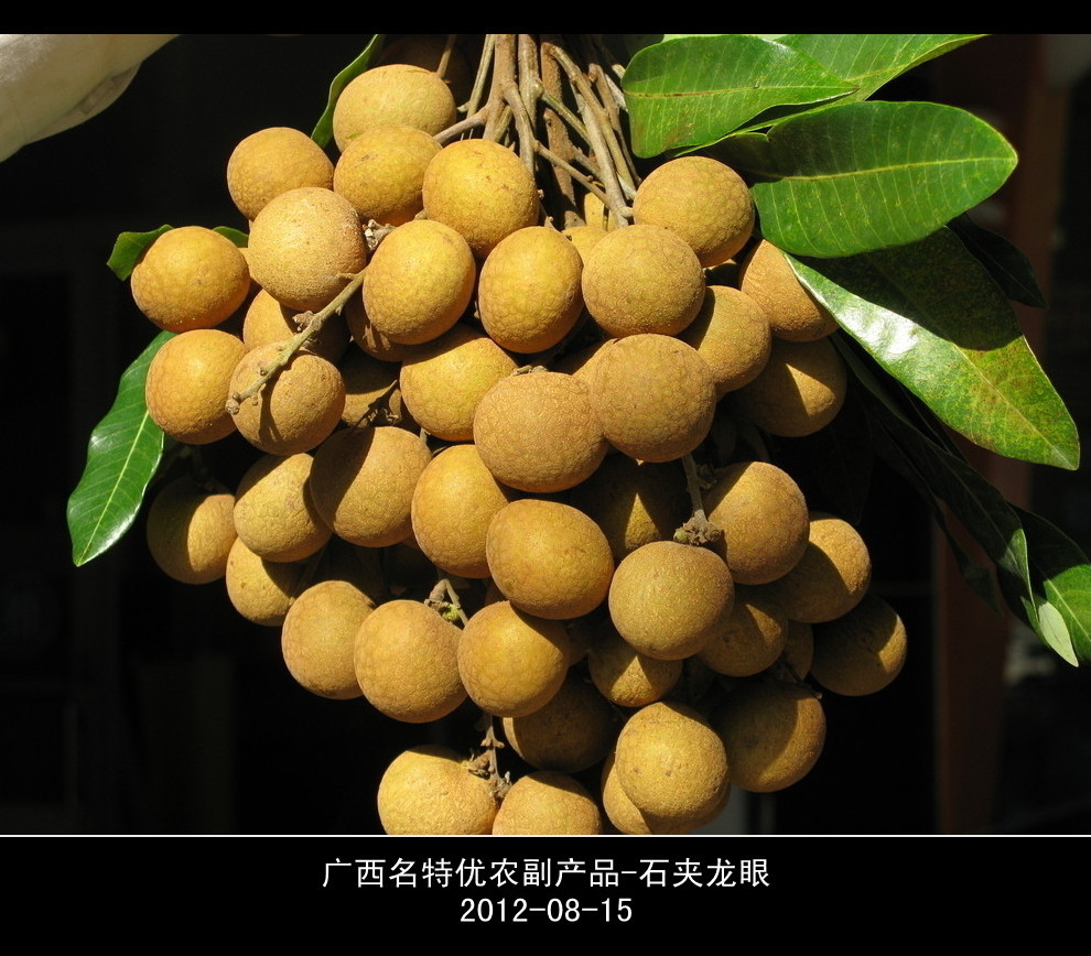 全国供应农副产品 广西灵山/武鸣/那楼--龙眼 销售