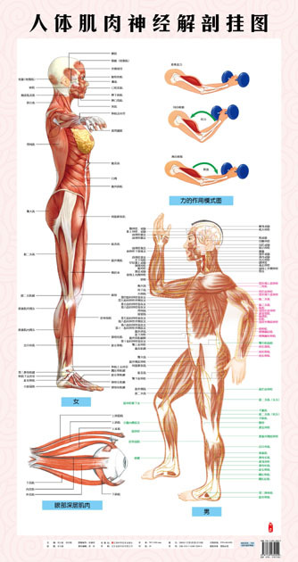 *热销医用挂图*人体肌肉神经解剖挂图