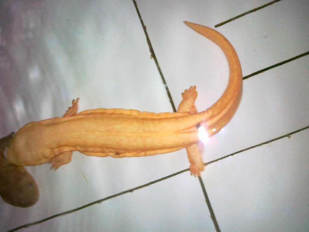 供应白色极品观赏大鲵,重量0.7公斤,长度35厘米.