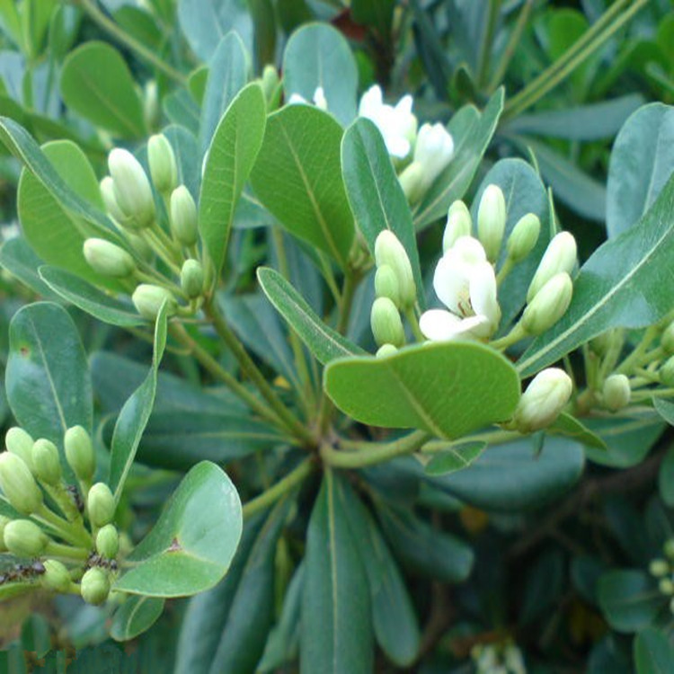 新采摘树种 光皮树种子 光皮梾木 斑皮抽