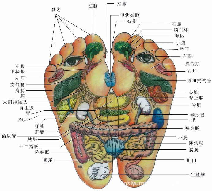 脚上卵巢反射区图片图片