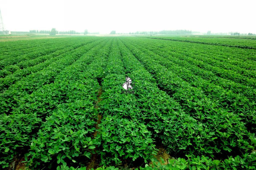 大量批发富含锌硒最新黑花种子 厂家出货 90%出芽率