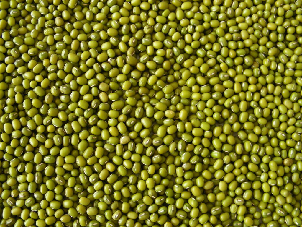 批发供应中药材绿豆,优质绿豆.