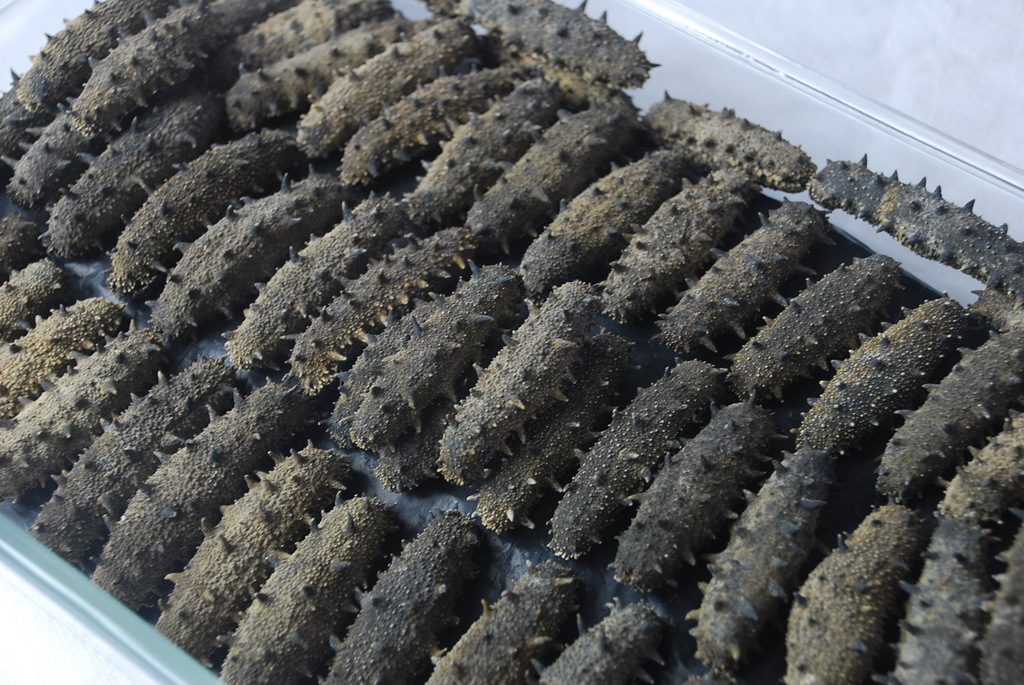 批发供应优质长岛优质淡干刺参,批发优惠,有礼品