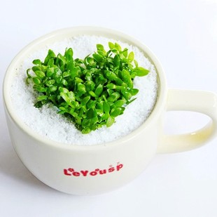 咖啡草种植 浪漫温馨 情人节必备礼品(爱情咖啡杯秀)盆景