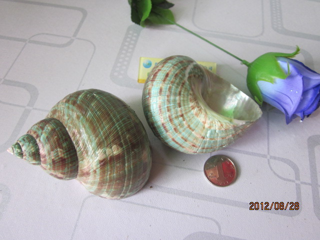 海贝壳工艺品材质工艺品夜光螺/海南海螺艺//欣赏把玩鱼缸标本螺