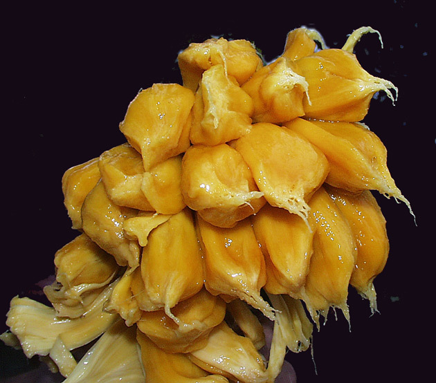 供应菠萝蜜,湛江树菠萝,木菠萝,包萝